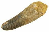 Fossil Spinosaurus Tooth - Feeding Worn Tip #347162-1